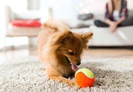 Dog playing with ball indoors