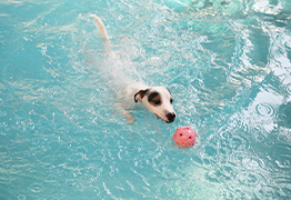 dog swimming exercise