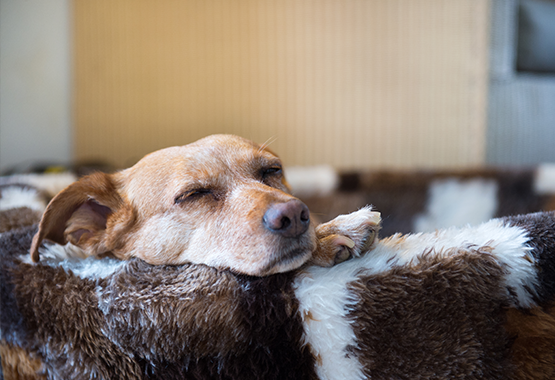 Tired sleeping dog in dog bed