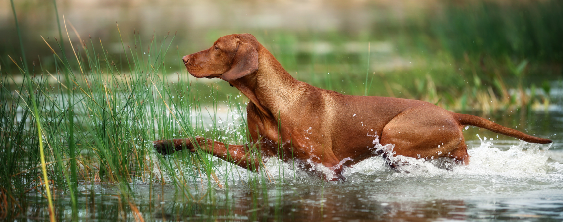 VIZSLA DOG RUNNING THROUGH WATER