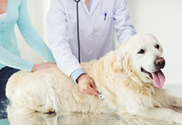 Dog at the Vet